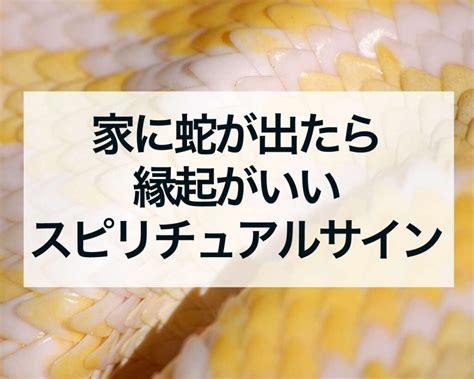 蛇 風水|【家に蛇が出たら】縁起は良い？呼び込まれる幸運4。